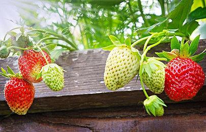 《奇迹时代4》年票预购 国区售价248元